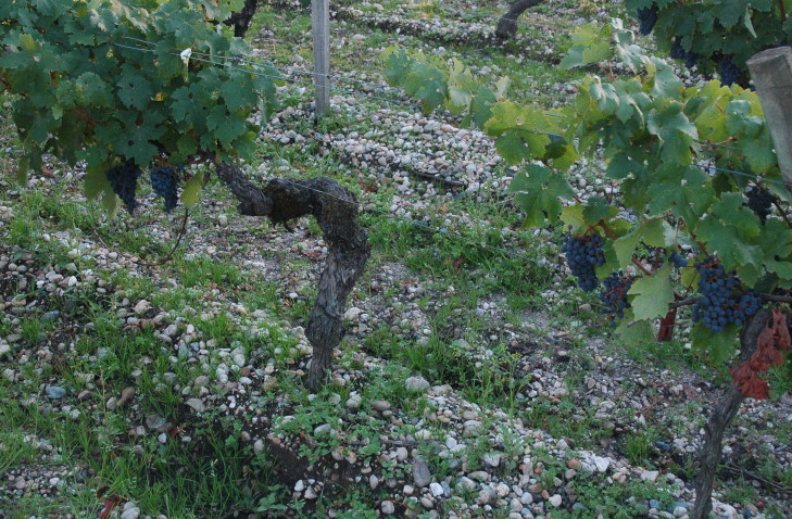 Leognan-Sol-de-graves-garonnaises-Vignes-du-Chateau-Carbonnieux-C-M.CRIVELLARO